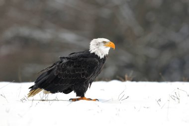 Kış mevsiminde beyaz başlı güçlü bir yırtıcı kuş, arka planda karlı bir orman. Kel Kartal, ABD 'nin sembolü, Haliaeetus leucocephalus.