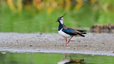 Doğal bir çevredeki güzel yağmurluğun yakın plan portresi. Kuzey Lapwing, Vanellus Vanellus.