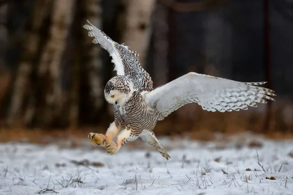 커다란 날개를 올빼미가 작가에게 날아가고 배경에 풀밭이 펼쳐져 Snowy Owl — 스톡 사진