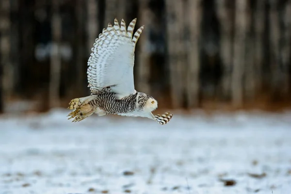 Great Strong White Owl Huge Yellow Eyes Wide Spread Wings — Stock Photo, Image