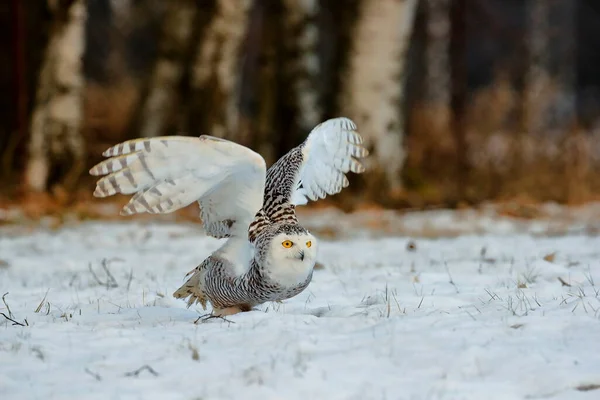 커다란 날개를 올빼미가 작가에게 날아가고 배경에 풀밭이 펼쳐져 Snowy Owl — 스톡 사진