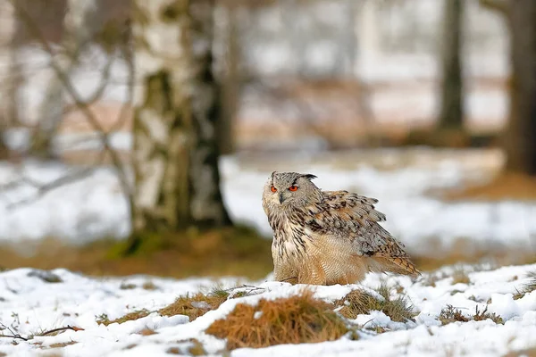 Obrovská Silná Plavovlasá Sova Obrovskýma Oranžovýma Očima Bílém Zasněženém Pozadí — Stock fotografie