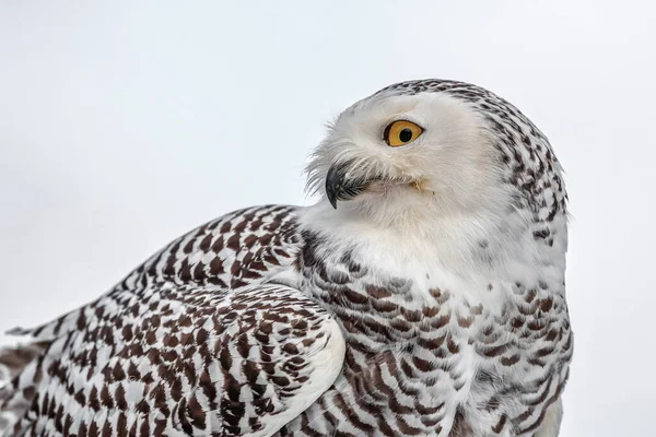 Nahaufnahme Porträt Einer Großen Starken Weißen Eule Mit Riesigen Gelben — Stockfoto