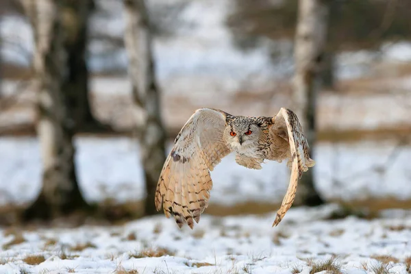 Ogromna Silna Blond Sowa Wielkimi Pomarańczowymi Oczami Lecąca Bezpośrednio Fotografa — Zdjęcie stockowe