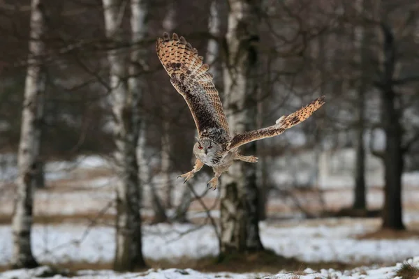 Enorme Forte Gufo Biondo Con Enormi Occhi Arancioni Che Volano — Foto Stock