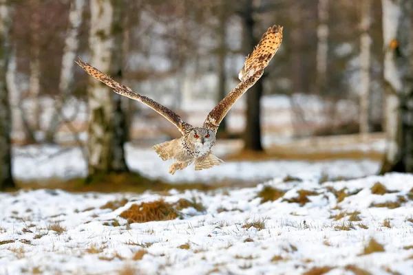 Enorme Forte Gufo Biondo Con Enormi Occhi Arancioni Che Volano — Foto Stock