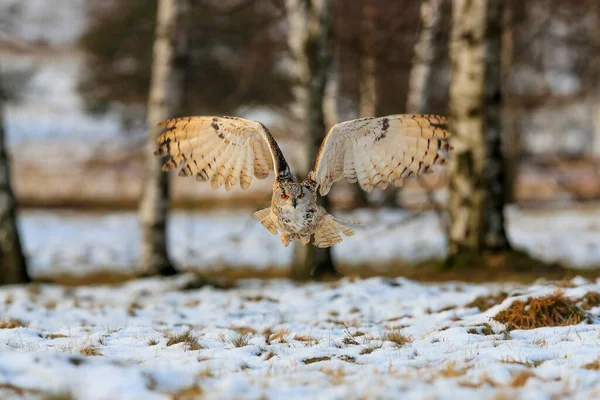 오렌지색 금발의 올빼미가 사진사에게 날아가고 Eurasian Eagle Owl Bubo Bubo — 스톡 사진