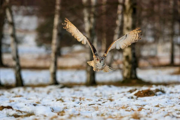 Huge Strong Blonde Owl Huge Orange Eyes Flying Directly Photographer — Stock Photo, Image