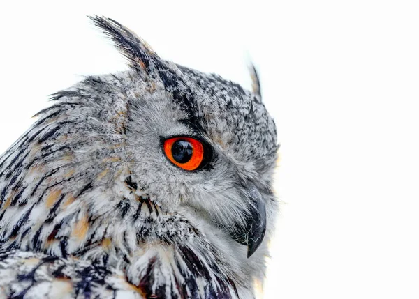 Retrato Cerca Enorme Fuerte Búho Rubio Con Ojos Anaranjados Enormes — Foto de Stock