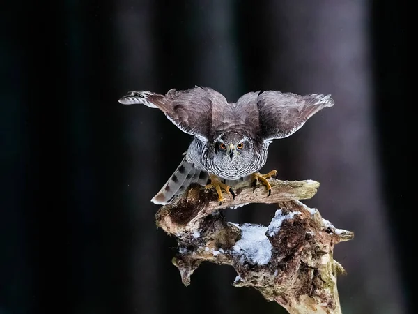 Pássaro Rapina Aterrar Numa Floresta Escura Retrato Close Goshawk Accipiter — Fotografia de Stock