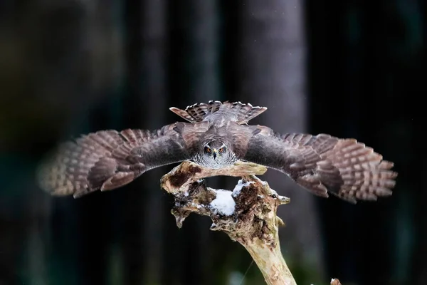 Atterrissage Oiseaux Proie Dans Une Forêt Sombre Portrait Gros Plan — Photo