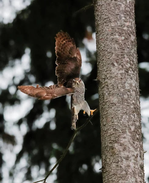 Pássaro Rapina Aterrar Numa Floresta Escura Retrato Close Goshawk Accipiter — Fotografia de Stock