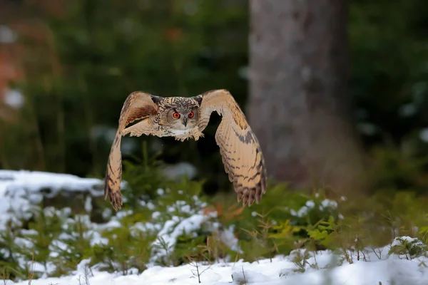 올빼미가 통과하여 나무들의 배경에 사진사에게 날아가고 유라시아 독수리 올빼미 — 스톡 사진