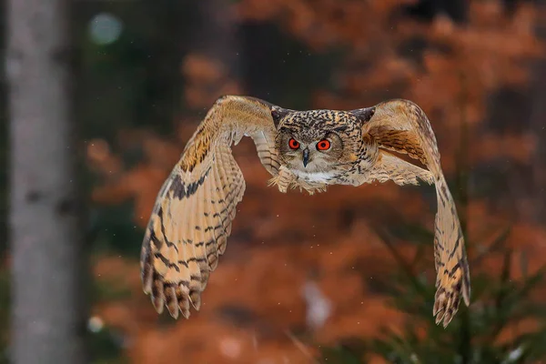 Velká Hnědá Sova Velkýma Červenýma Očima Letící Lesem Přímo Fotografovi — Stock fotografie