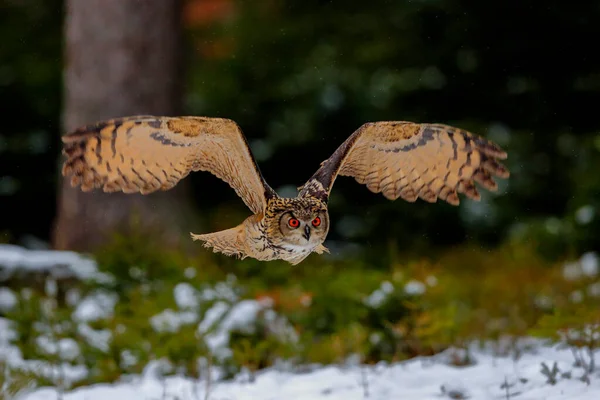 Great Strong Brown Owl Huge Red Eyes Flying Forest Directly — Stock Photo, Image
