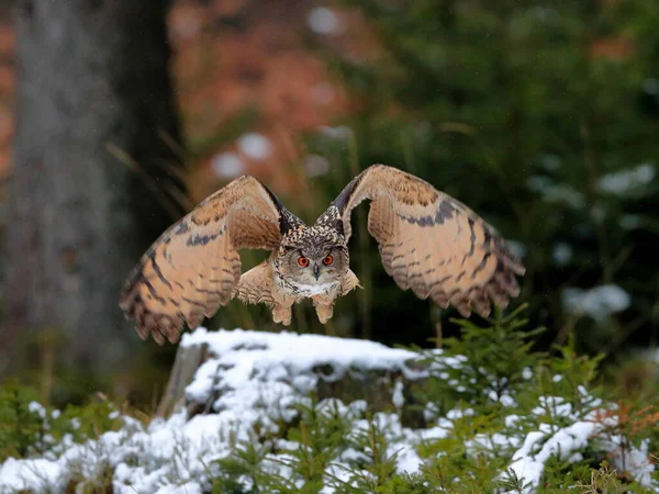 Great Strong Brown Owl Huge Red Eyes Flying Forest Directly — Stock Photo, Image