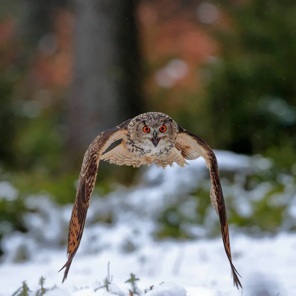 Great Strong Brown Owl Huge Red Eyes Flying Forest Directly — Stock Photo, Image