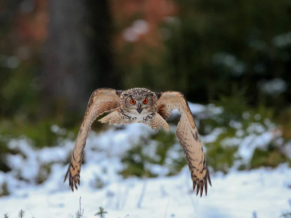 Grand Hibou Brun Fort Avec Énormes Yeux Rouges Volant Travers — Photo