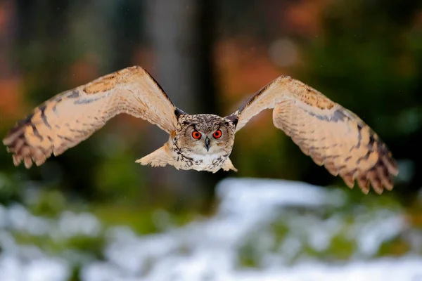 Great Strong Brown Owl Huge Red Eyes Flying Forest Directly — Stock Photo, Image