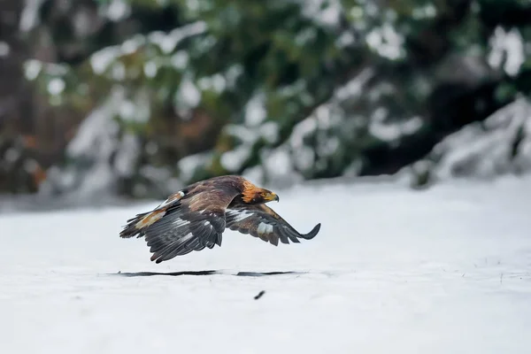 金鹰在自然环境中飞翔的特写镜头 阿奎拉菊花 — 图库照片