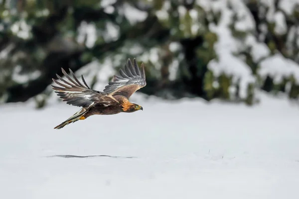 Ritratto Ravvicinato Aquila Reale Che Vola Ambiente Naturale Periodo Invernale — Foto Stock