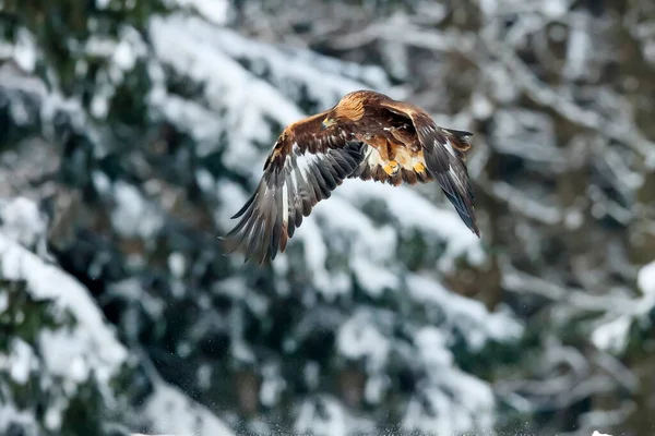 Ritratto Ravvicinato Aquila Reale Che Vola Ambiente Naturale Periodo Invernale — Foto Stock