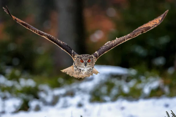 Gran Búho Marrón Fuerte Con Enormes Ojos Rojos Volando Través —  Fotos de Stock