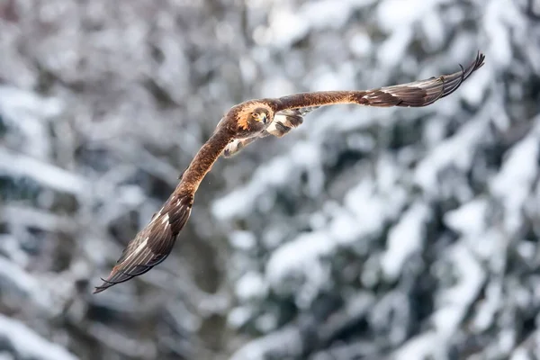 Retrato Cerca Águila Dorada Volando Ambiente Natural Invierno Aquila Chrysaetos —  Fotos de Stock