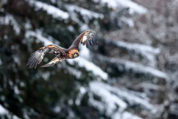 Gros Plan Sur Golden Eagle Volant Dans Environnement Naturel Hiver — Photo