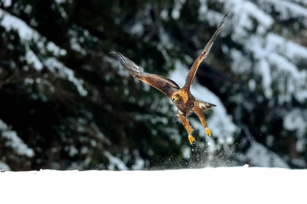 Ritratto Ravvicinato Aquila Reale Che Vola Ambiente Naturale Periodo Invernale — Foto Stock