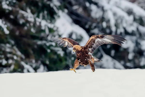 Ritratto Ravvicinato Aquila Reale Che Vola Ambiente Naturale Periodo Invernale — Foto Stock