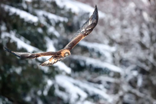 Gros Plan Sur Golden Eagle Volant Dans Environnement Naturel Hiver — Photo