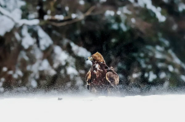 Retrato Cerca Águila Dorada Entorno Natural Tiempo Invierno Aquila Chrysaetos — Foto de Stock