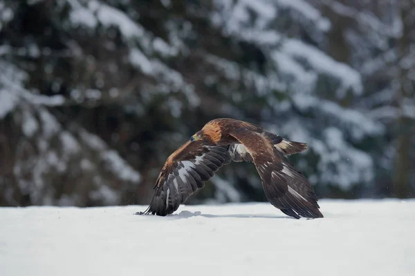 Close Retrato Águia Dourada Voando Ambiente Natural Tempo Inverno Aquila — Fotografia de Stock