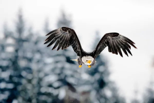 Ein Großer Stark Fliegender Greifvogel Mit Weißem Kopf Winter Verschneiter — Stockfoto