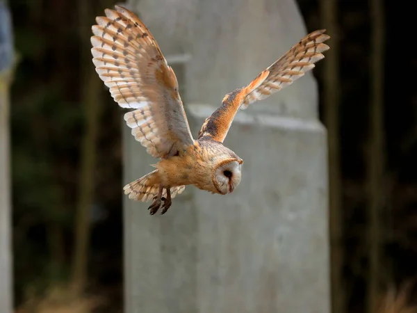 Moody Winter Photo Owl Flying Tombstones Old Abandoned Cemetery Barn — Stock Photo, Image