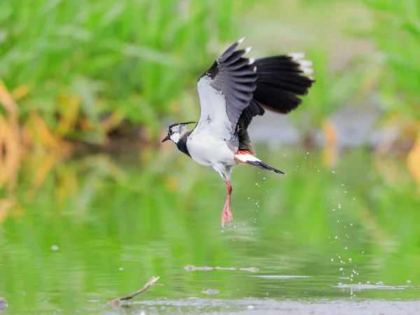 Close Photo Beautiful Wader Starting Lake Surface Northern Lapwing Vanellus — Stock Photo, Image