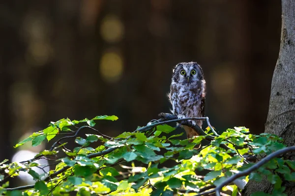 아름다운 환경에서 빛나는 부리를 올빼미의 Boreal Owl Known Also Tengmalms — 스톡 사진