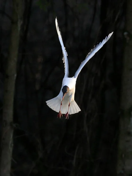 Photo Rapprochée Goéland Volant Oiseau Isolé Sur Fond Vert Foncé — Photo