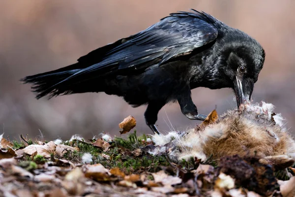 Close-up portrait of black raven eats a hare, Common Raven, Corvus corax.