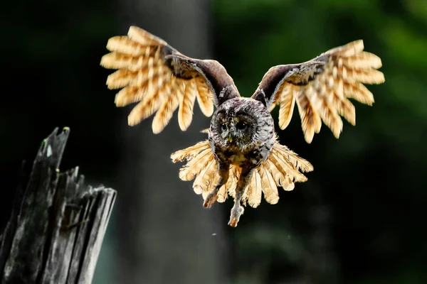 Beautiful Landing Owl Backlight Feathers Wide Spread Wings Tail Illuminated — Stock Photo, Image