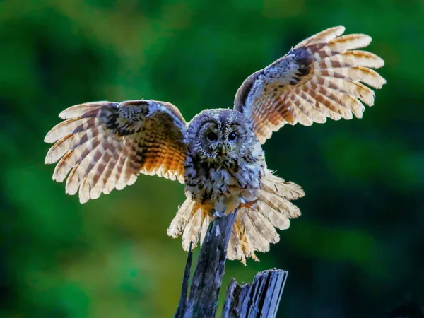 Beautiful Landing Owl Backlight Feathers Wide Spread Wings Tail Illuminated — Stock Photo, Image