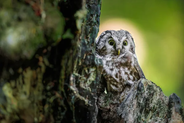 Close Portrait Tiny Brown Owl Shining Yellow Eyes Yellow Beak — Stock Photo, Image