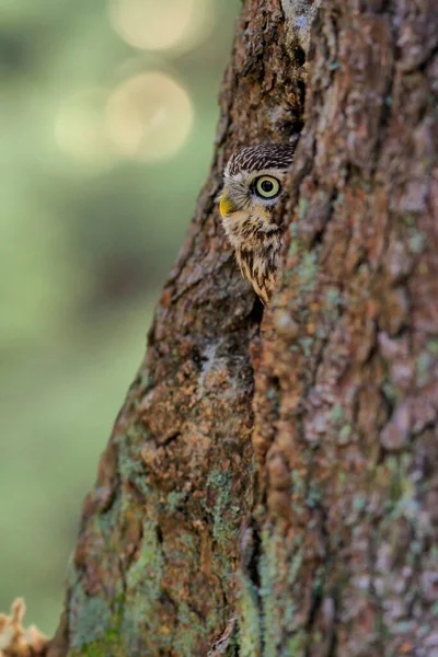 Detailní Portrét Hnědé Sovy Zářícíma Žlutýma Očima Žlutým Zobákem Little — Stock fotografie