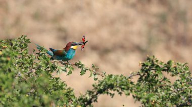 Ağaçta gagasında bir kelebekle oturan Arı Yiyen 'in yakın plan portresi. Uçan mücevher. Avrupalı Arı yiyici, Merops apiaster