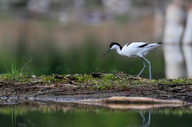 Yuvaya doğru eğimli uzun ince gagalı, ender bulunan bir balıkçı teknesinin yakın plan fotoğrafı. Doğal ortamda tehlike altındaki türler. Çek Cumhuriyeti. Pied Avocet, Recurvirostra avosetta.