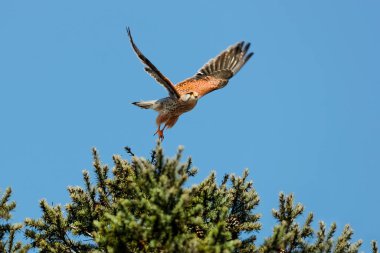 Mavi gökyüzünün tarafsız bir zemininde izole edilmiş, dinamik bir şekilde uçan yırtıcı bir kuşun yakın plan fotoğrafı. Yaygın Kerkenez, Falco tinnunculus. 