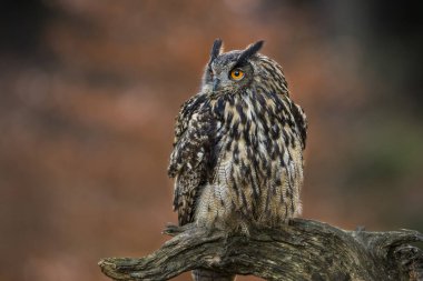 Kırmızı ve yeşil arka planda kocaman kırmızı gözleri olan güçlü kahverengi bir baykuşun yakın plan portresi. Avrasya Kartalı Baykuşu, Bubo bubo