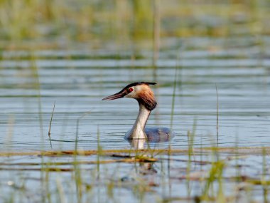 Büyük bir yunus balığı gölün yüzeyinde göl otlarının ortasında yüzer. Gerçek vahşi yaşamın yakın plan fotoğrafı. Büyük Armalı Yunus, Podiseps kriteri.