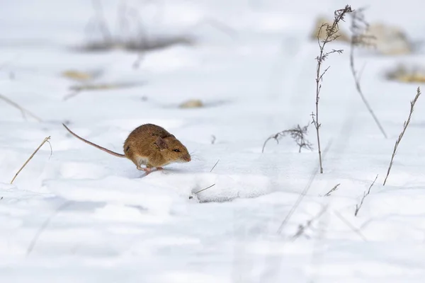 Zbliżenie Zdjęcie Niezwykłego Rzadkiego Gatunku Myszy Dynamicznym Poze Śniegu Mikropy — Zdjęcie stockowe